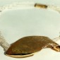 3. Neckpiece, 18kt gold, diamonds, pearls 